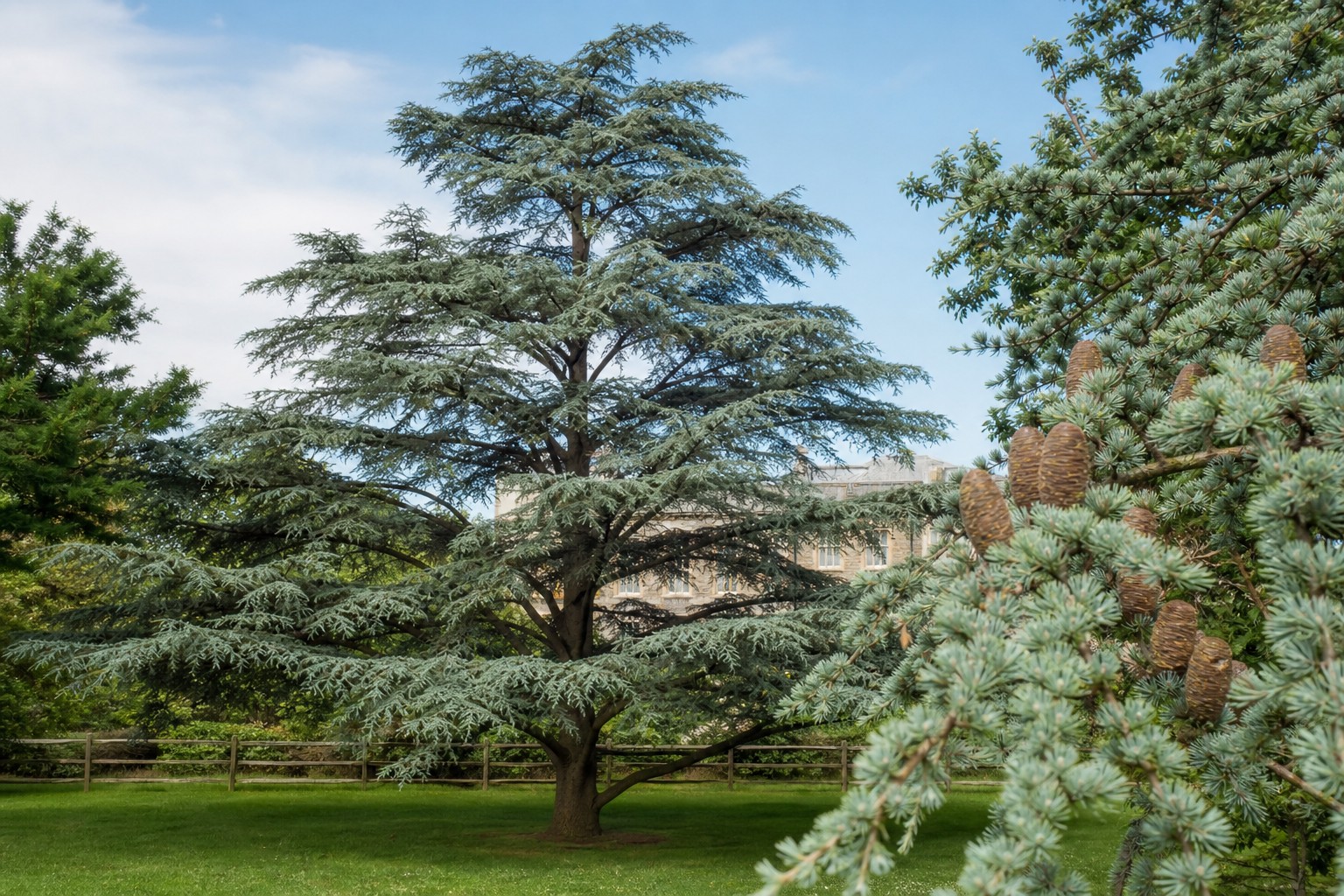 Blue Atlas Cedar (Cedrus atlantica 'Glauca') identification photo