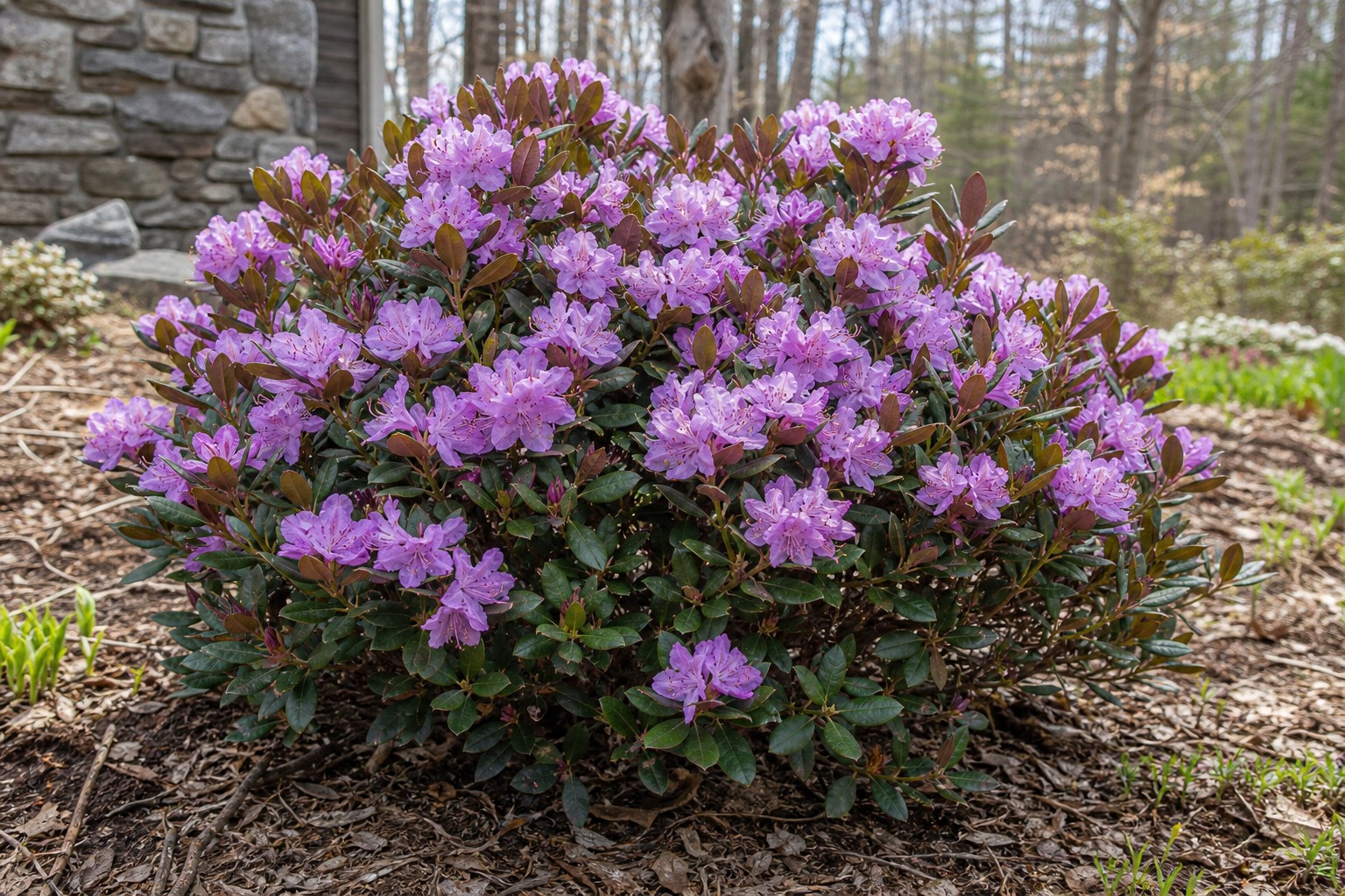 PJM Rhododendron (Rhododendron 'PJM') identification photo