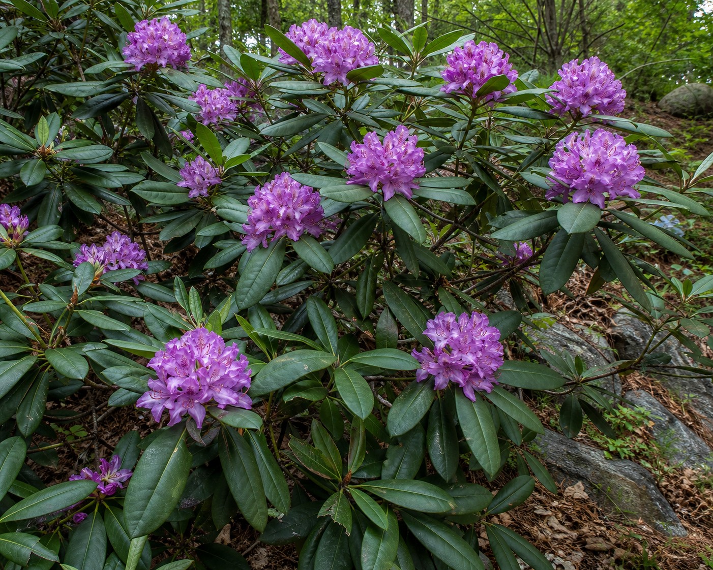 Catawba Rhododendron (Rhododendron catawbiense) identification photo
