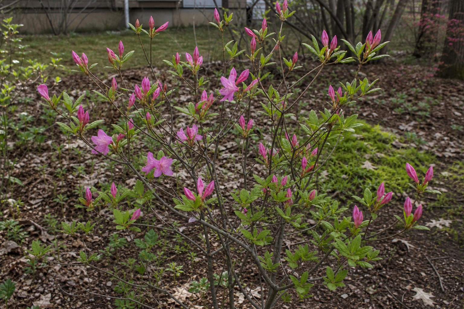 Deciduous Azalea (Rhododendron prinophyllum) identification photo