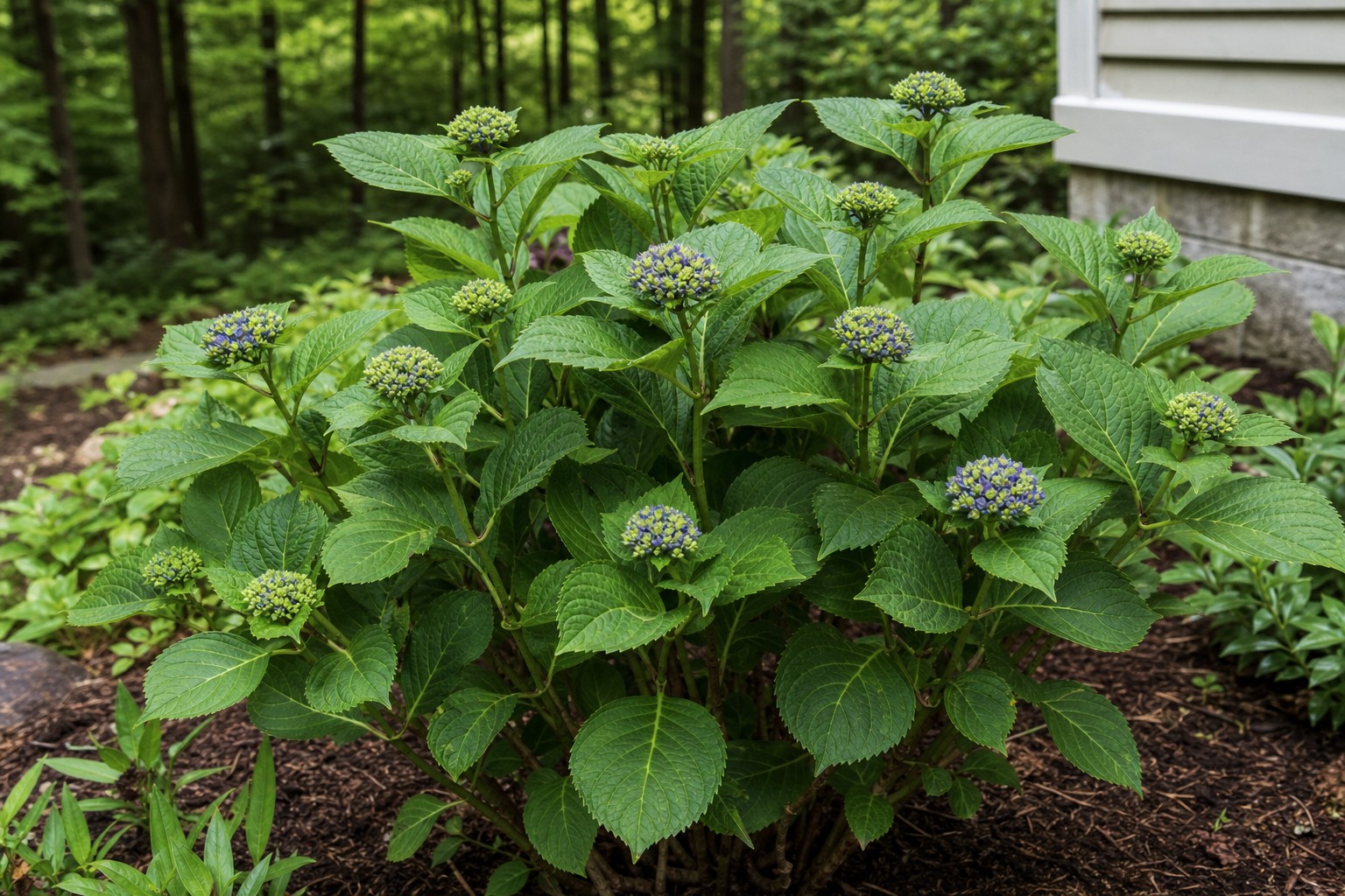 Bigleaf Hydrangea (Hydrangea macrophylla) identification photo