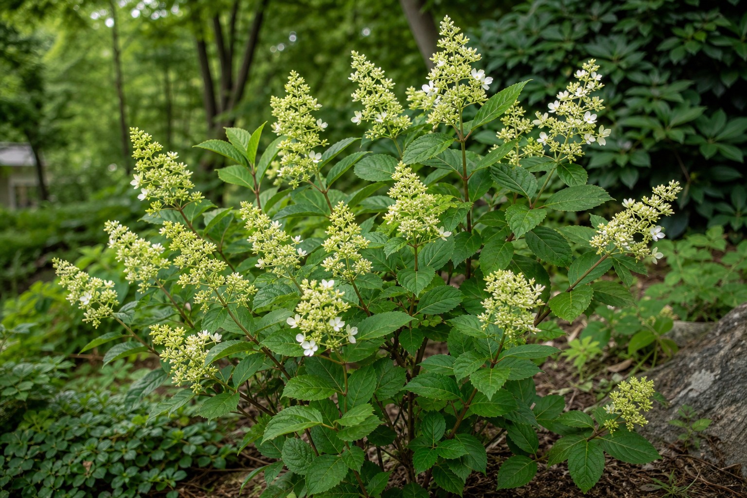 Panicle Hydrangea (Hydrangea paniculata) identification photo