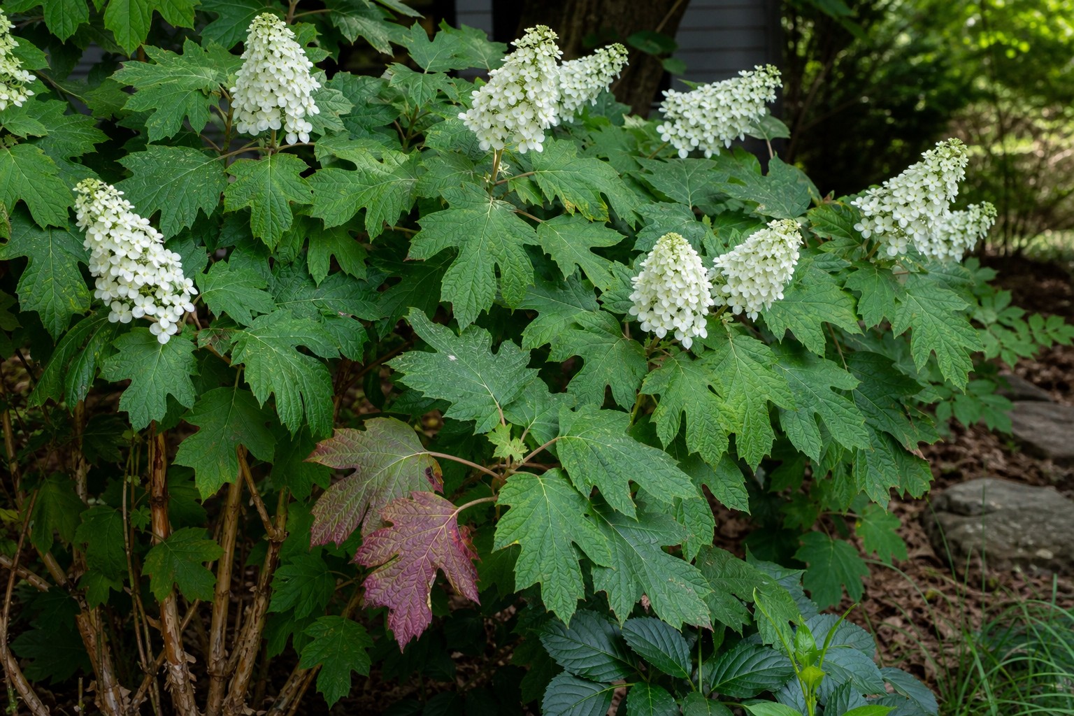 Oakleaf Hydrangea (Hydrangea quercifolia) identification photo