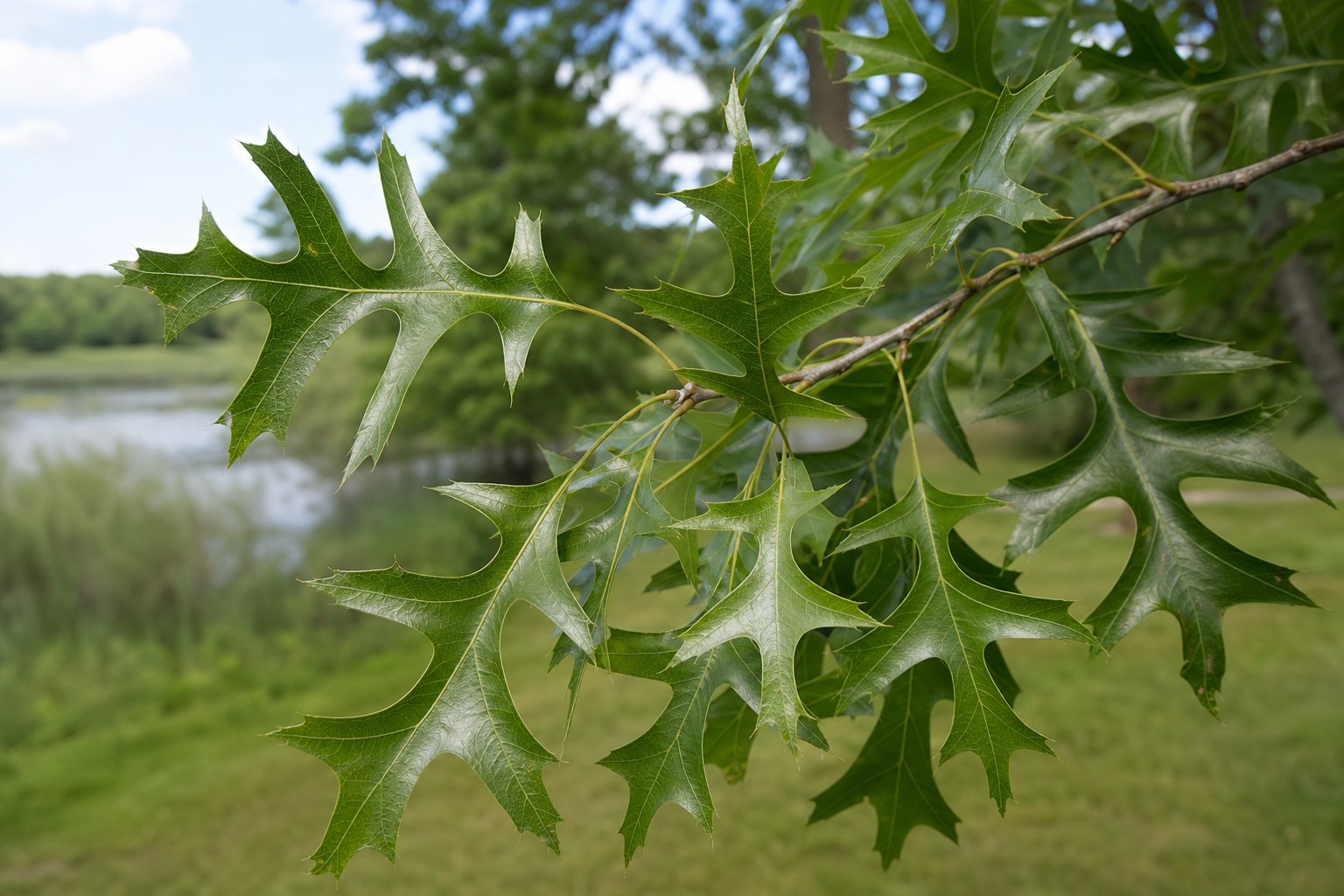 Pin Oak (Quercus palustris) identification photo