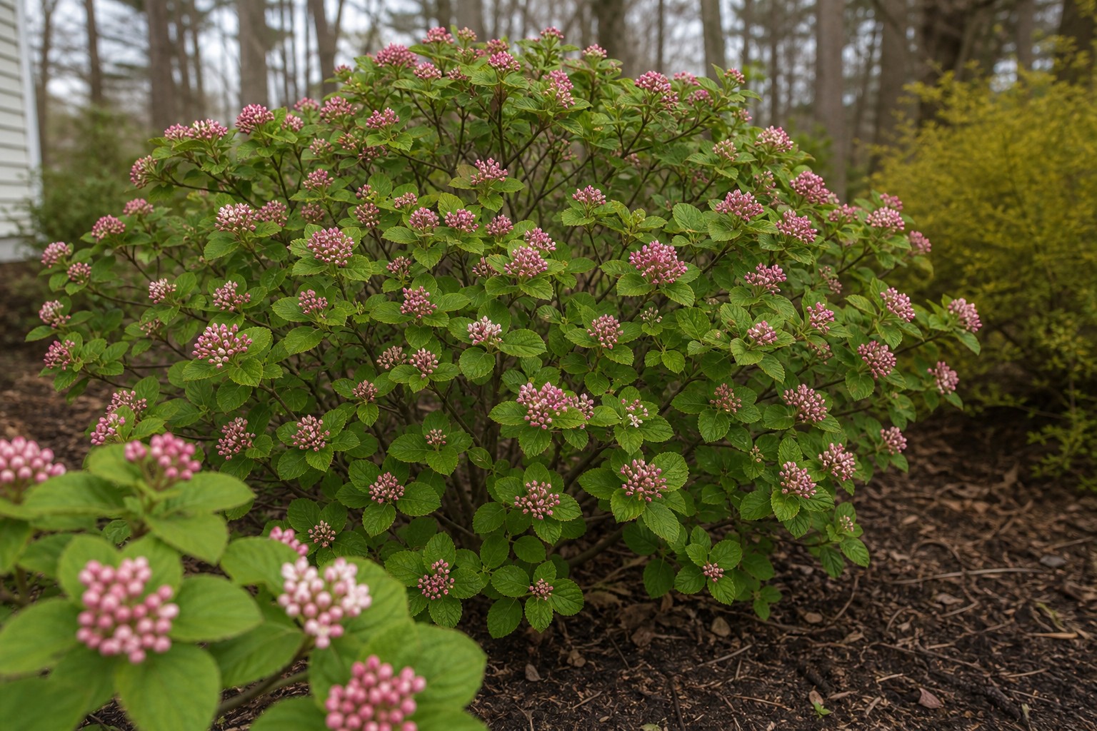Korean Spice Viburnum (Viburnum carlesii) identification photo