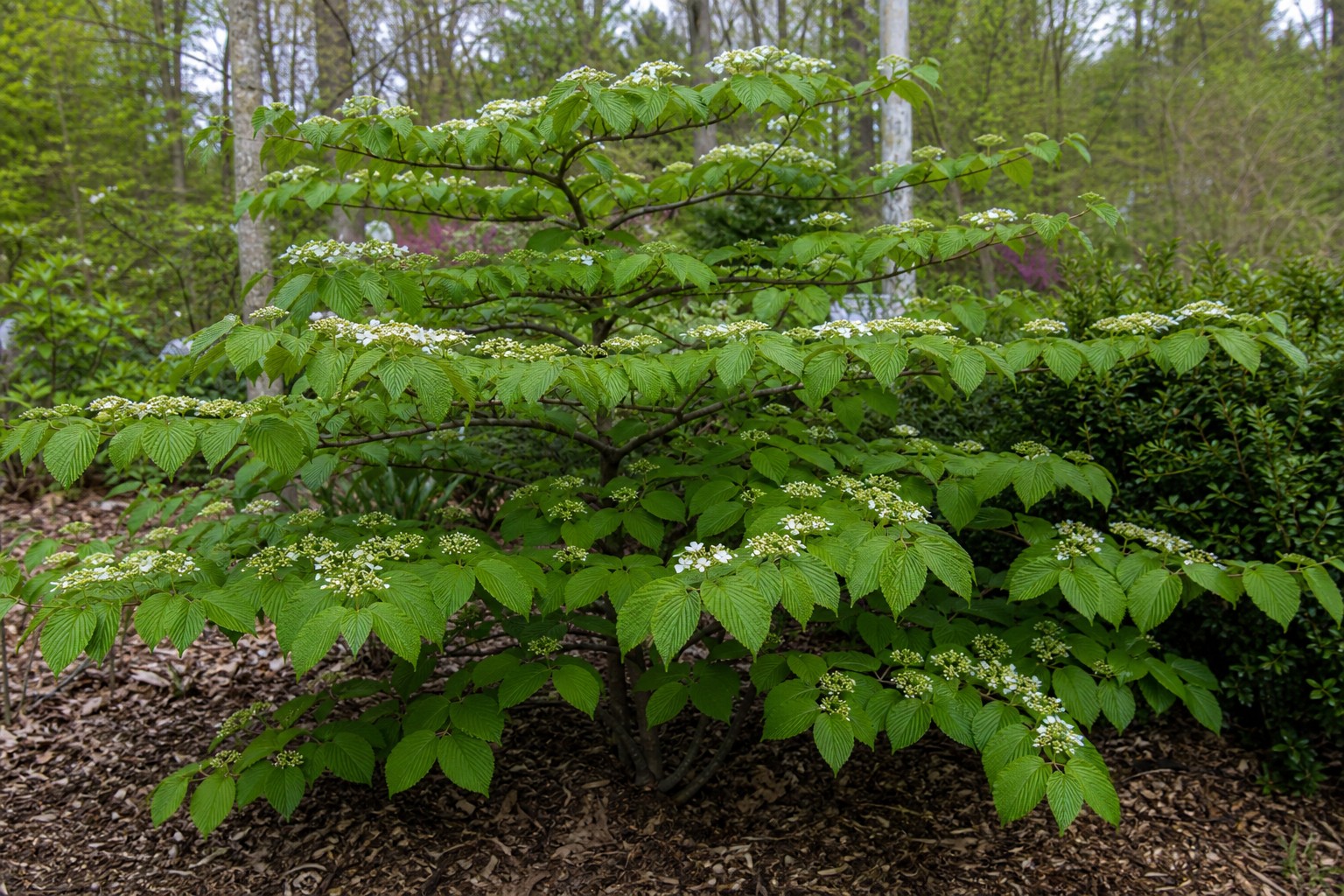 Doublefile Viburnum (Viburnum plicatum var. tomentosum) identification photo