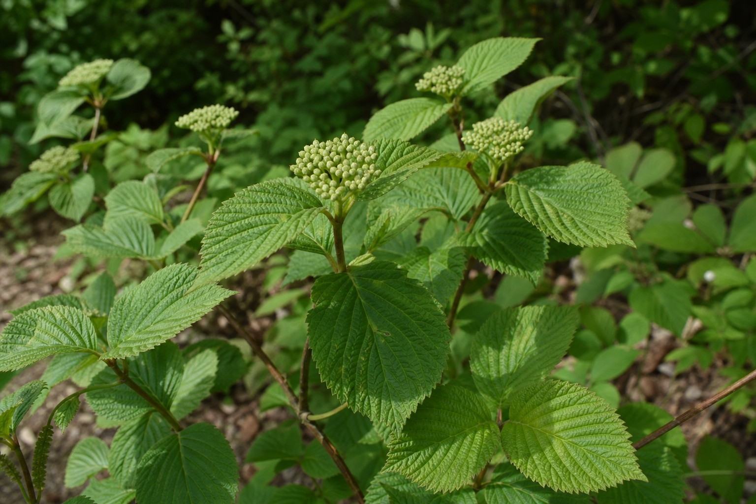 Arrowwood Viburnum (Viburnum dentatum) identification photo