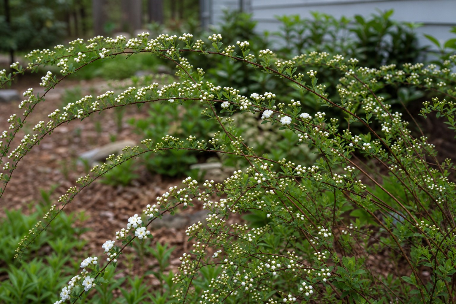 Bridal Wreath Spirea (Spiraea prunifolia) identification photo