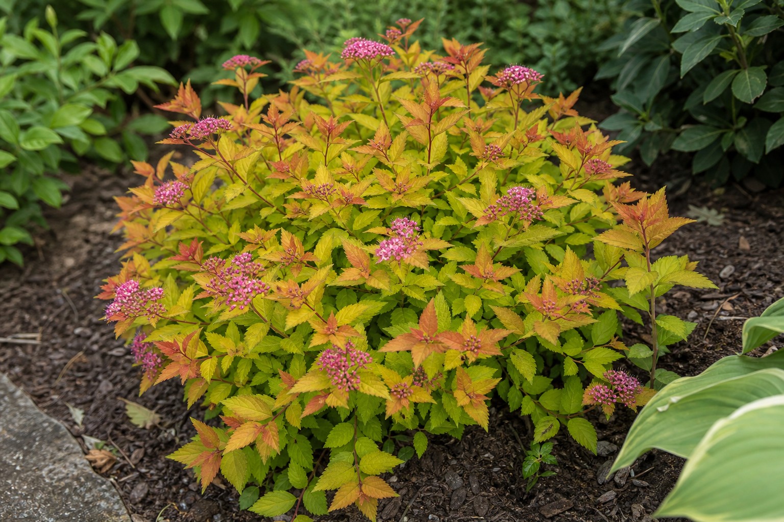 Japanese Spirea (Spiraea japonica) identification photo