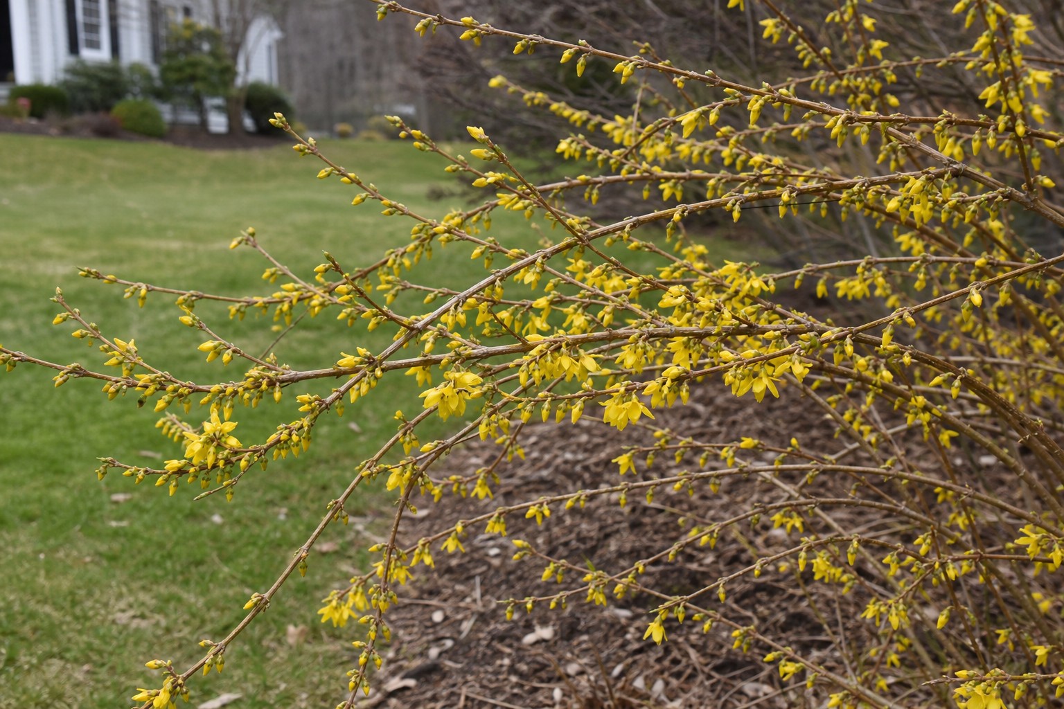Forsythia (Forsythia x intermedia) identification photo