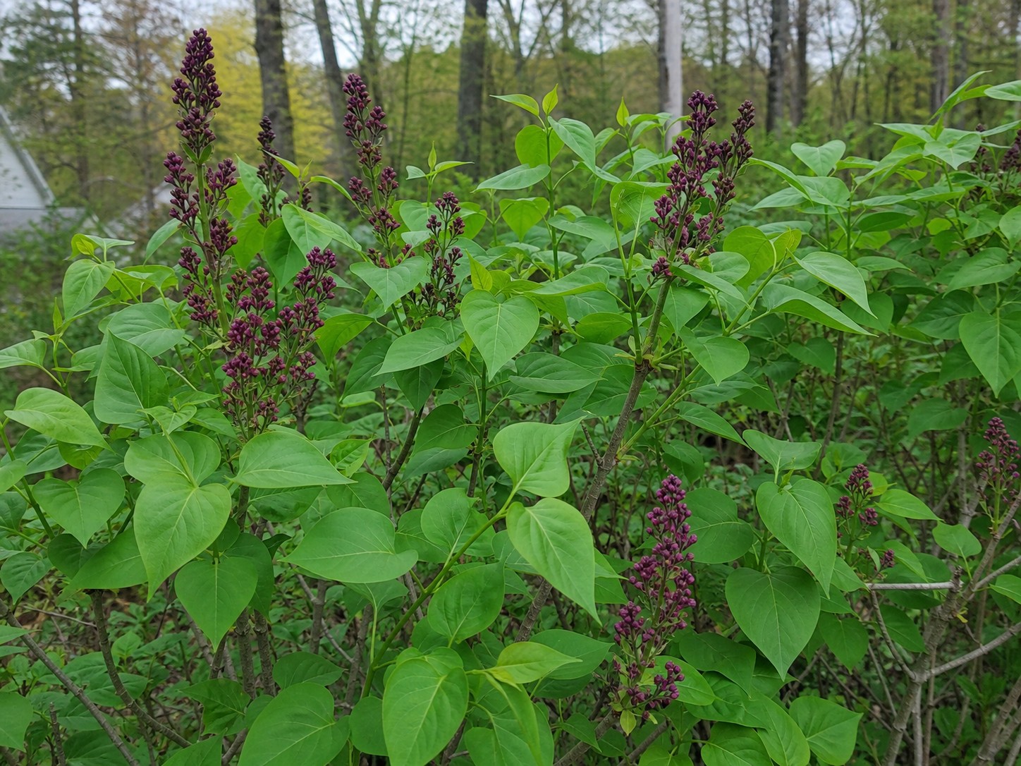 Common Lilac (Syringa vulgaris) identification photo