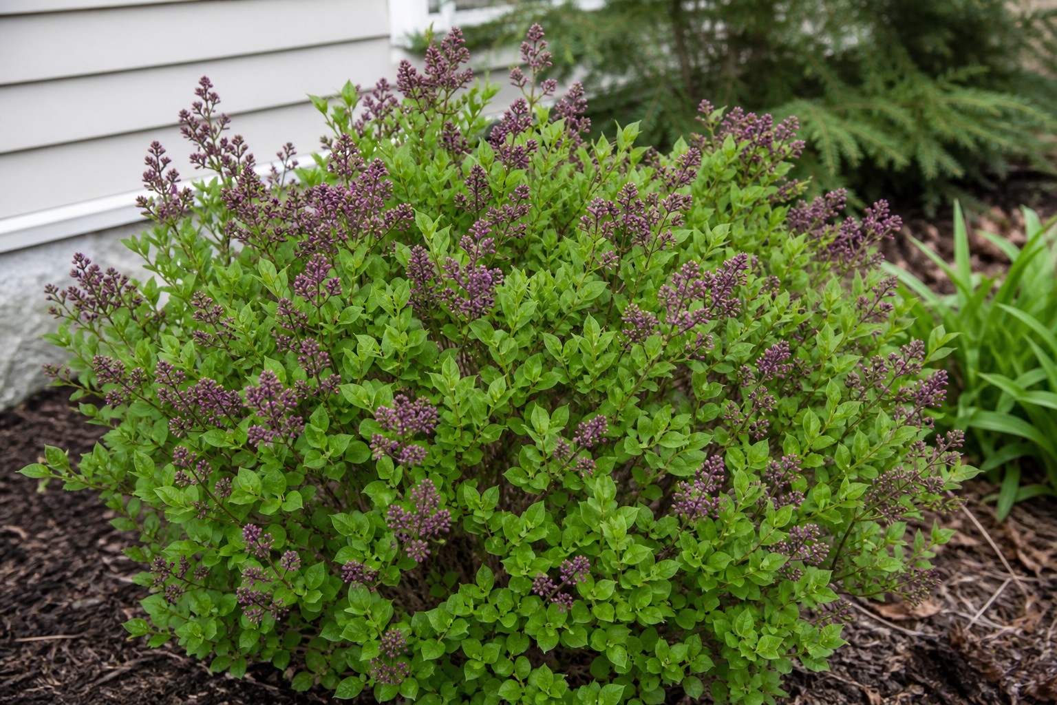 Dwarf Korean Lilac (Syringa meyeri 'Palibin') identification photo