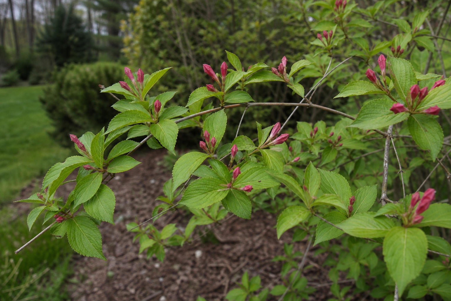 Weigela (Weigela florida) identification photo