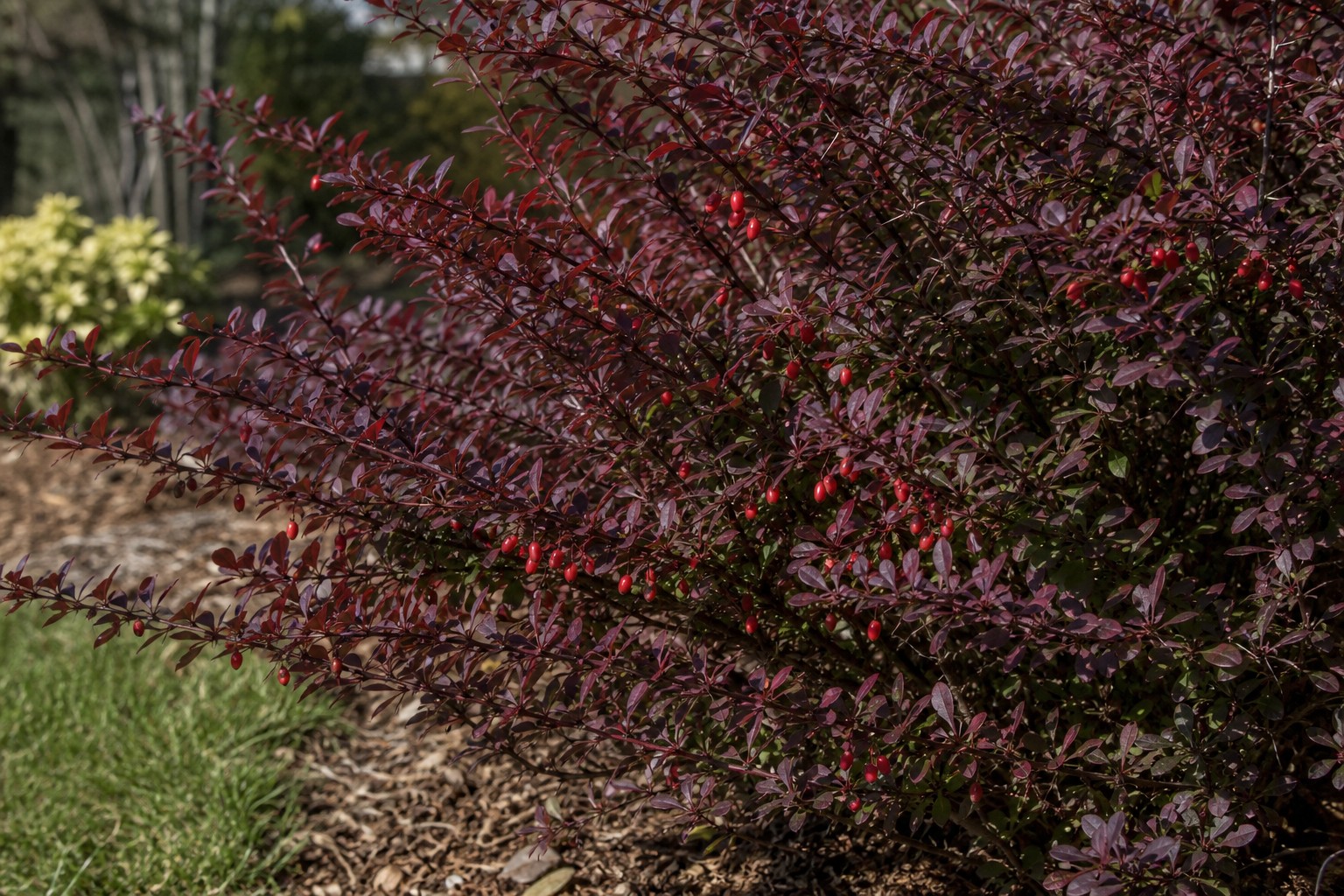 Japanese Barberry (Berberis thunbergii) identification photo