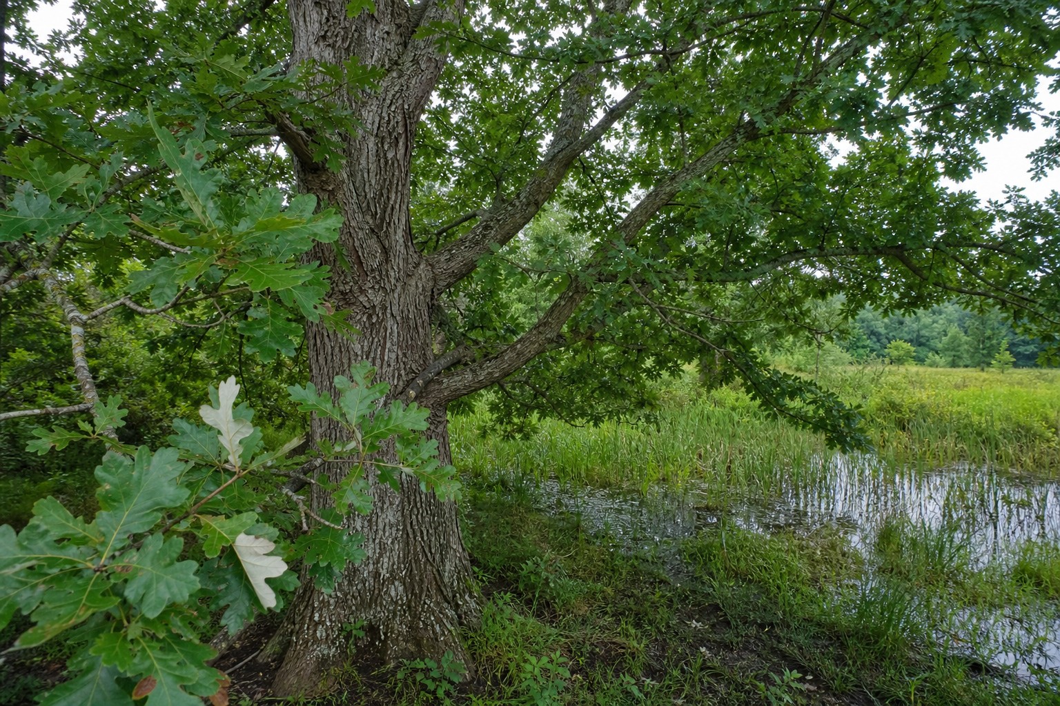 Swamp White Oak (Quercus bicolor) identification photo