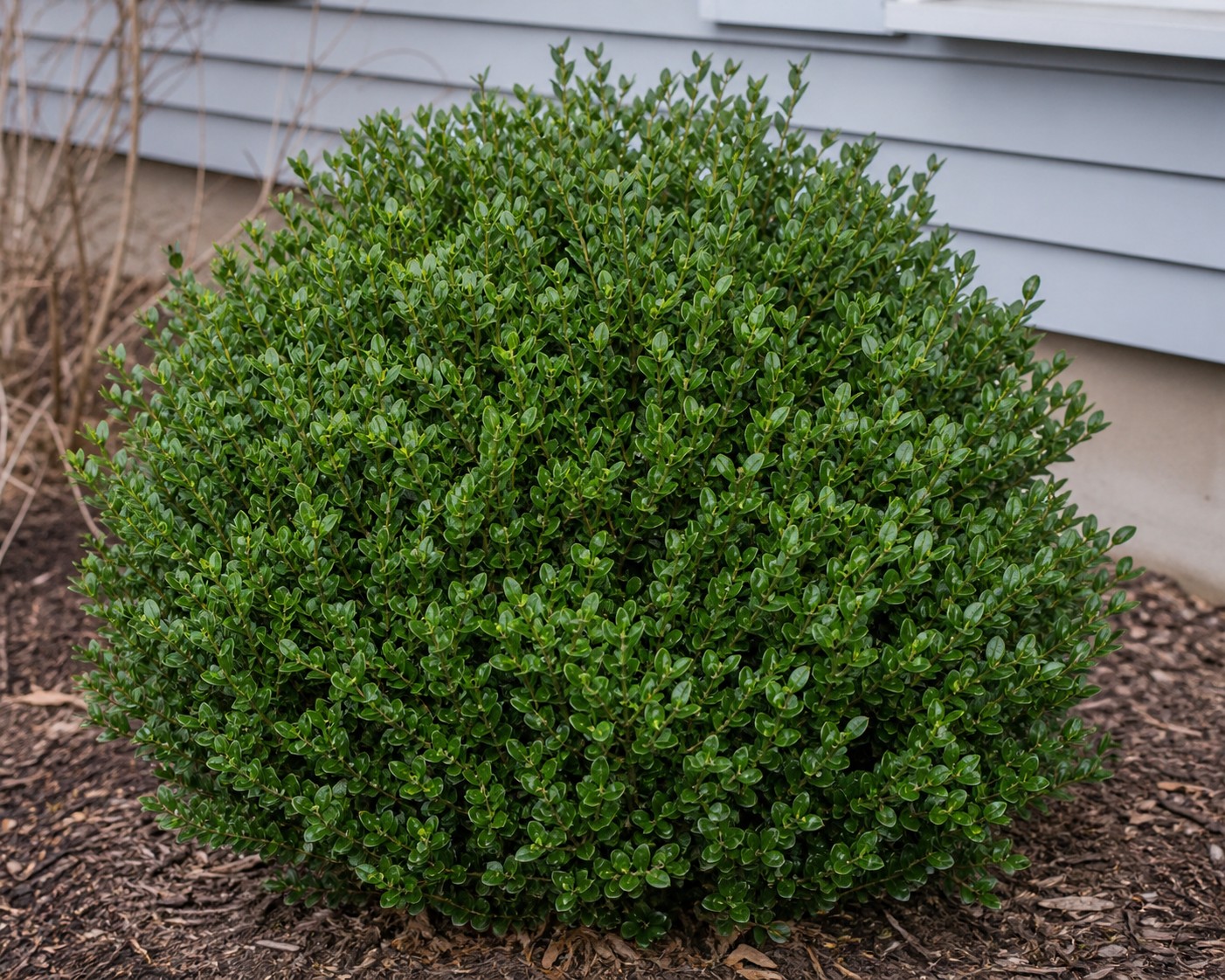 Green Velvet Boxwood (Buxus 'Green Velvet') identification photo
