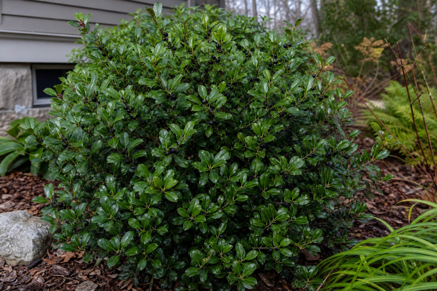 Inkberry Holly (Ilex glabra) identification photo