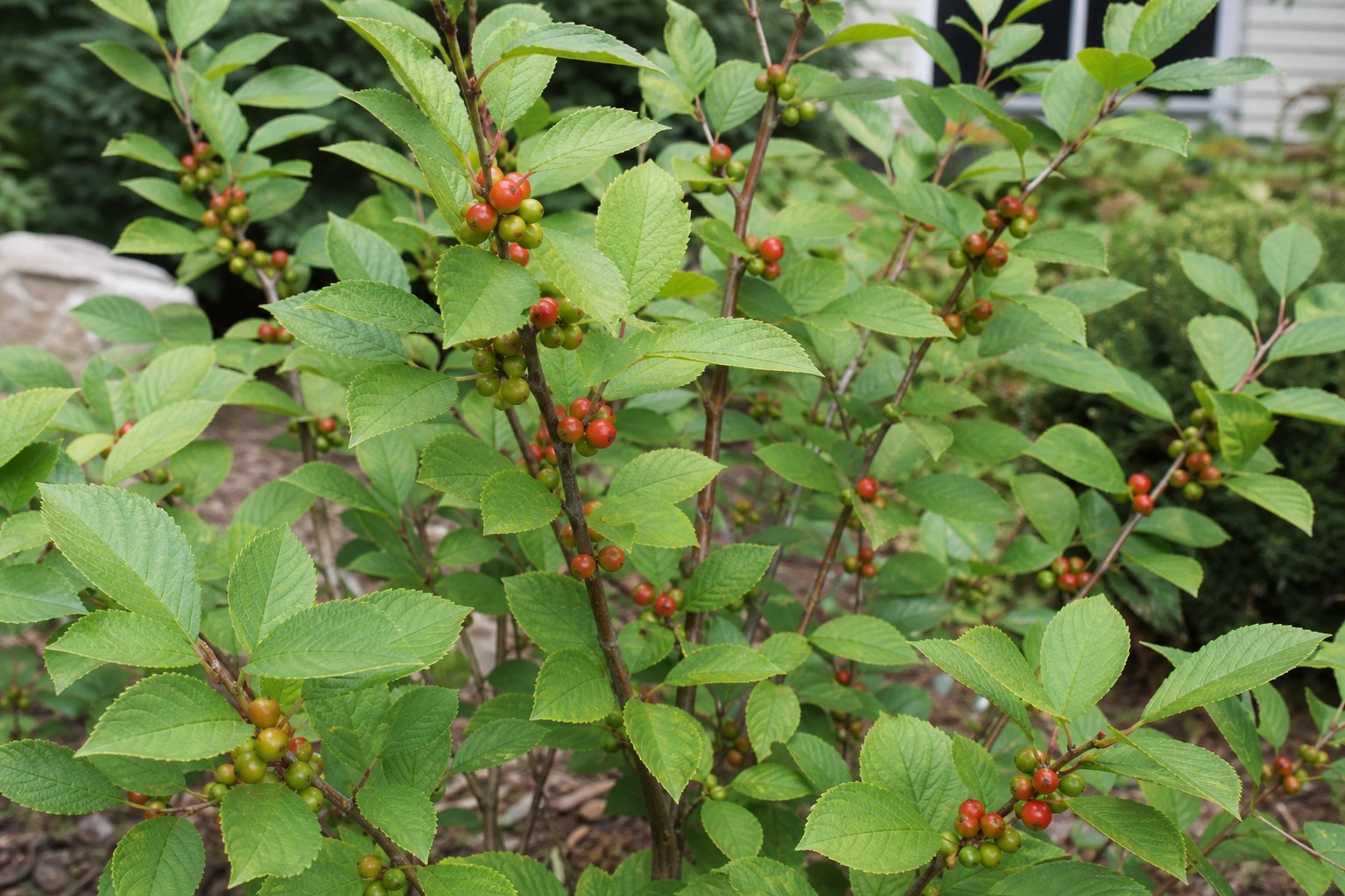 Winterberry Holly (Ilex verticillata) identification photo