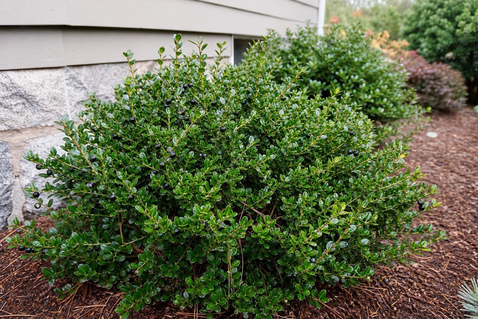 Japanese Holly (Ilex crenata) identification photo
