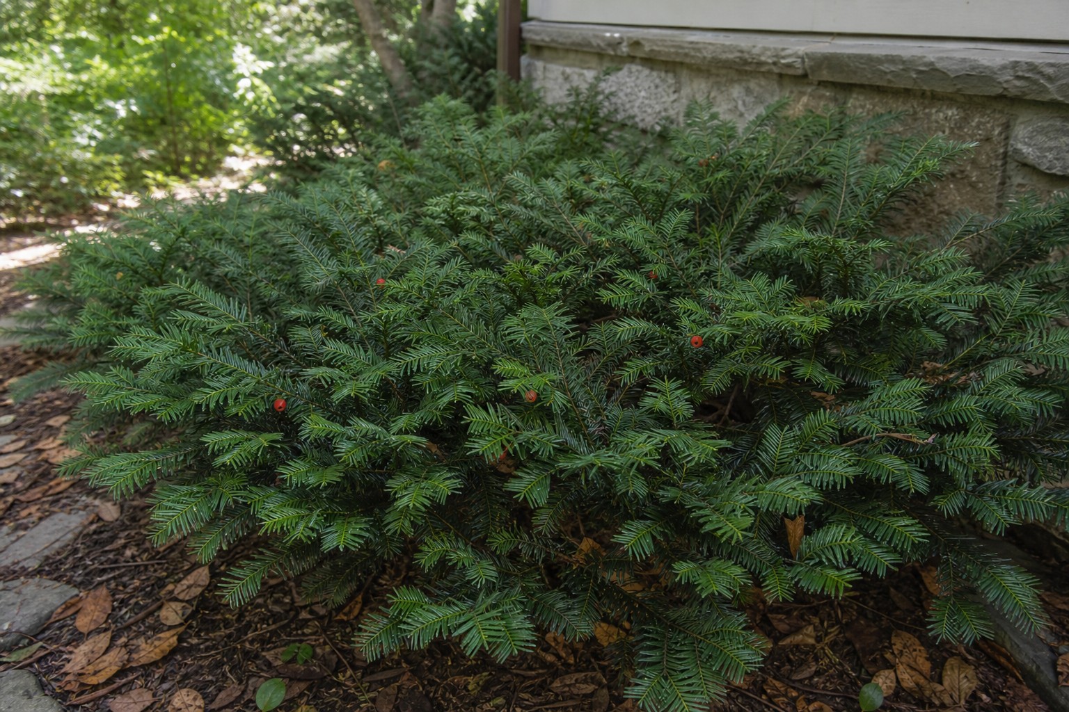 Spreading Yew (Taxus cuspidata) identification photo