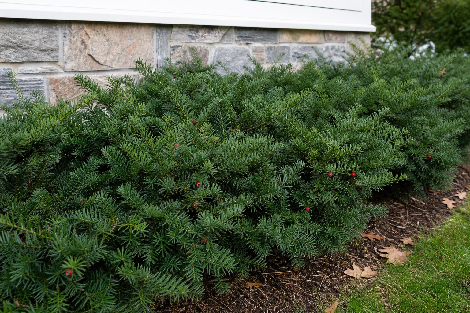 Densiform Yew (Taxus x media 'Densiformis') identification photo