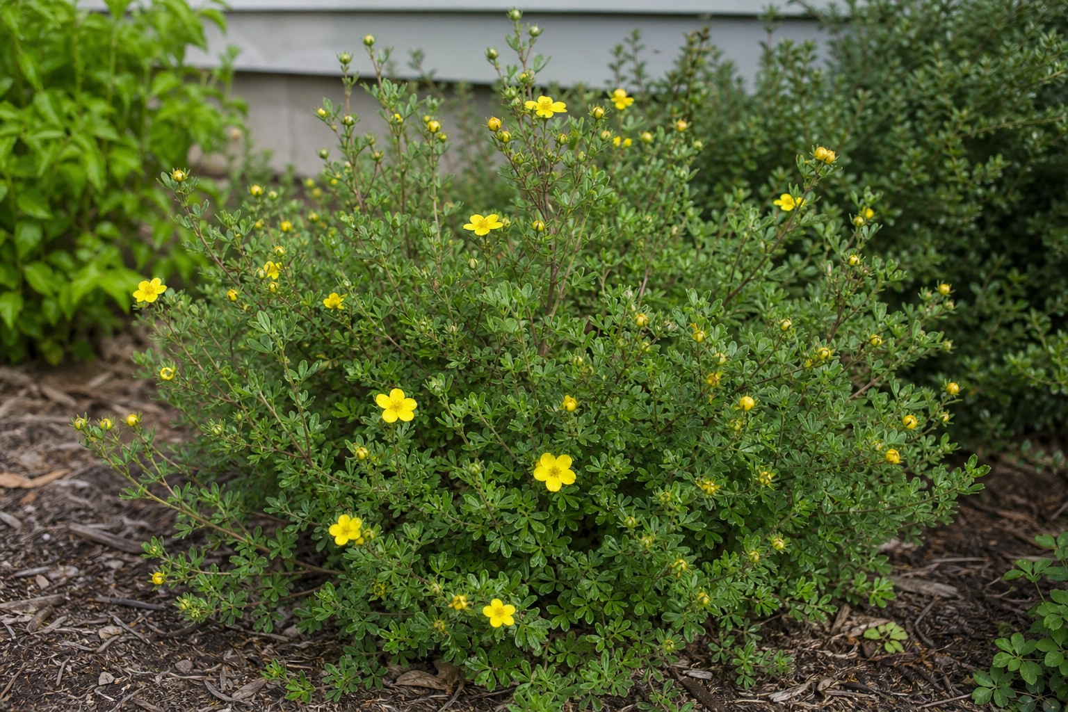 Shrubby Cinquefoil (Potentilla fruticosa) identification photo
