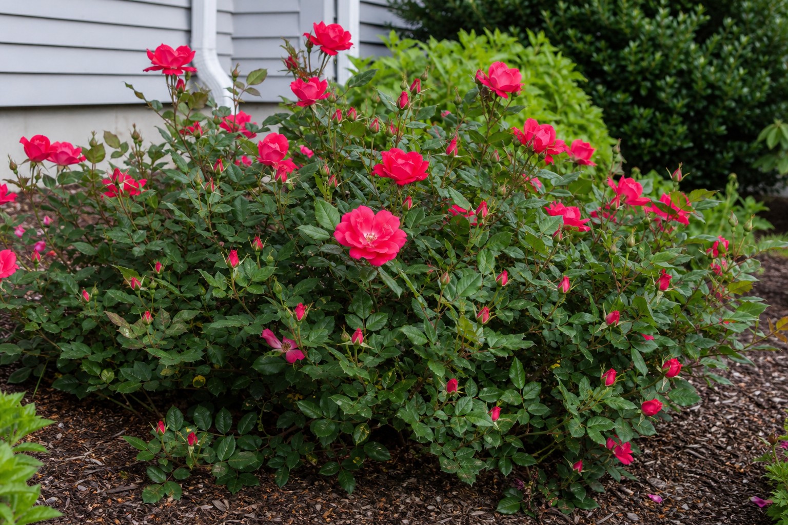 Knock Out Rose (Rosa 'Knock Out') identification photo